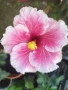 хибискус , снимка 3