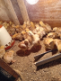 Пиленца тетра хб., снимка 1 - Кокошки и пуйки - 44852284