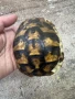 Костенурка черупка , снимка 10