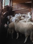 коч кочове за продан , снимка 1