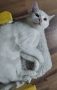 бяло коте, британска късокосмест, 9 мес., снимка 9