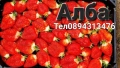 Разсад ягоди и малини цена 0.30€  Тел за поръчка 0887169442  „Алба е първият лъч на лятото – ягода с, снимка 5