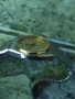 Rado.Радо.Оргинален Швейцарски часовник., снимка 3