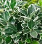 Храст Чашкодрян /Euonymus/, снимка 1 - Градински цветя и растения - 38471488