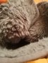 Hush Puppies сиви велурени топли ботуши  размер 39, снимка 7