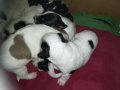 ПРОДАВАМ-продавам djack russell terrier 0406211147, снимка 11