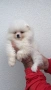 Померан Померанче, снимка 3