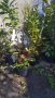 Лавровишна, снимка 1 - Градински цветя и растения - 40304708