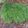 Лъжекипарис Нана – Chamaecyparis Filifera Nana, снимка 6