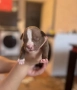 Питбулчета за продажба! 🐾 , снимка 4