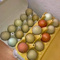 Оплодени Зелени яйца за инкубация , снимка 4 - други­ - 39960154