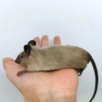 Сиамски мишки Siamese Sable , снимка 6 - Други - 43391311