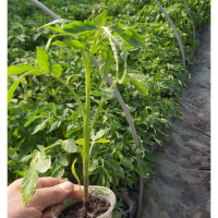 разсад домати и краставици , снимка 2 - Разсади - 44856341