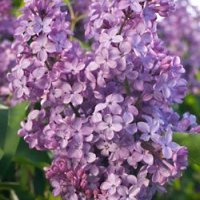 Люляк Аметист, Syringa Amethyst, снимка 1 - Градински цветя и растения - 39732719