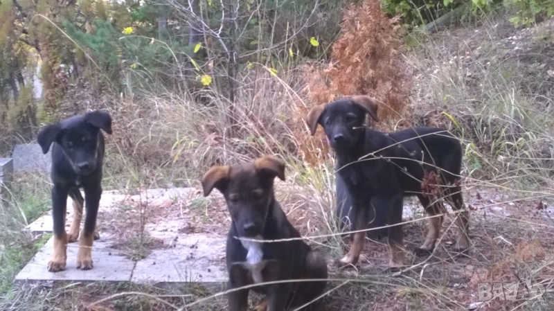 кученца, снимка 1