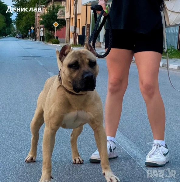 Мъжки питбул за разплод, снимка 1