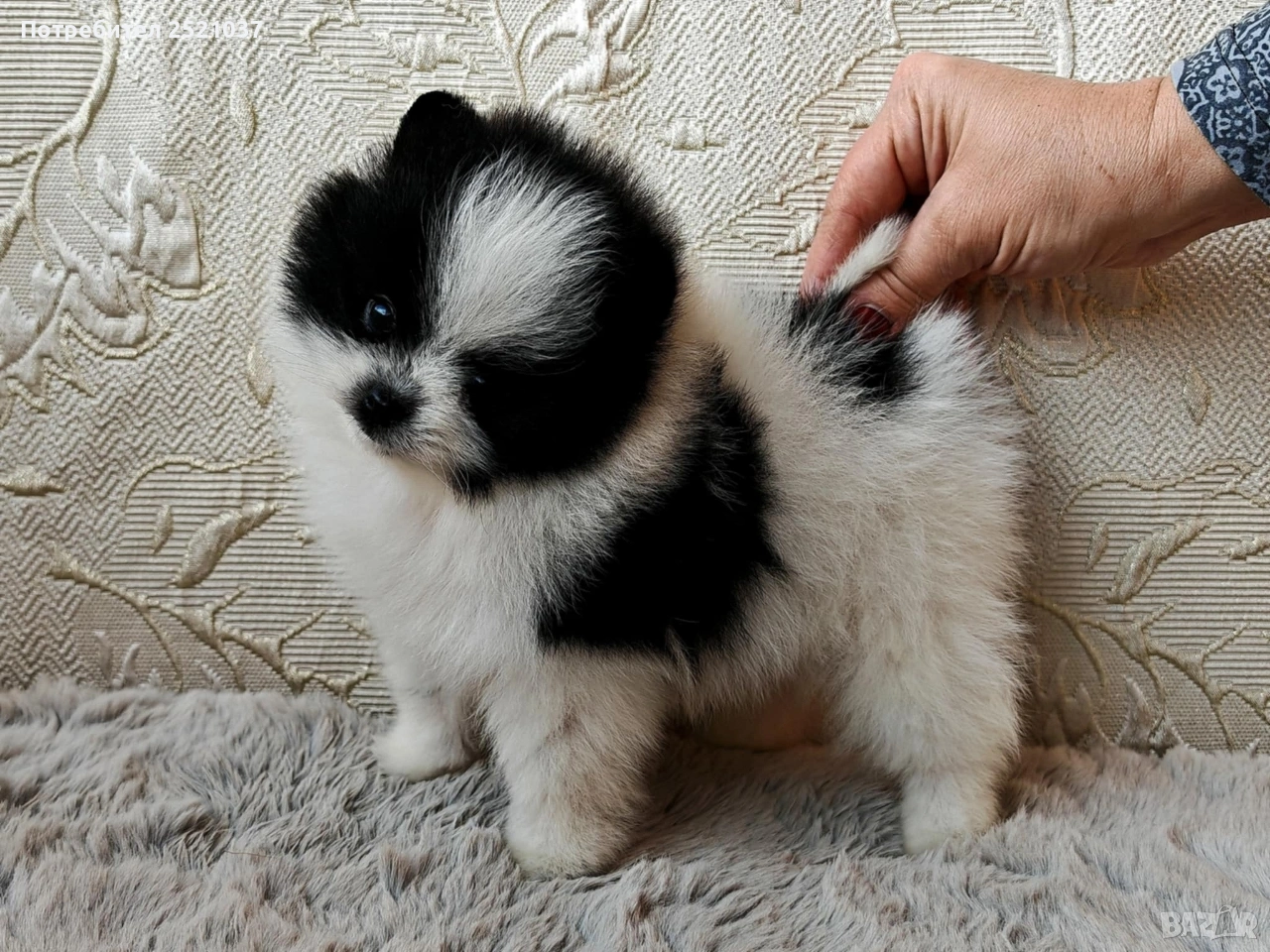 Мини померанче момченце, снимка 1