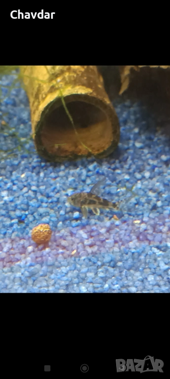 Коридорас палеатус , снимка 1