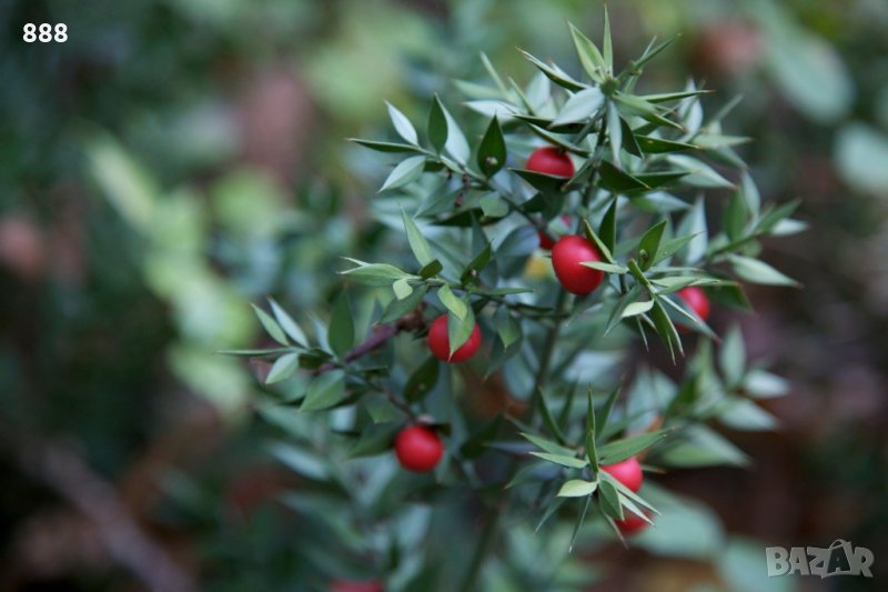 Див чемшир, снимка 1