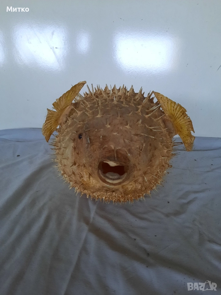 Бодлива риба или риба балон за декорация, снимка 1