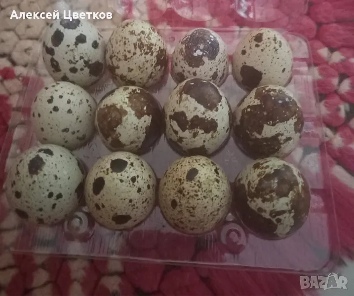 Яйца от пъдпъдъци, снимка 1