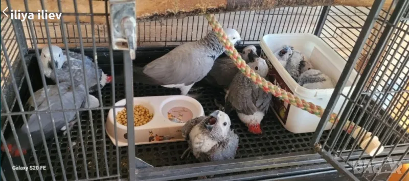 Бебета Кралско Жако , снимка 1