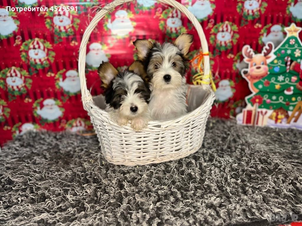 Бивер Бивър йорки йоркширски териер, снимка 1