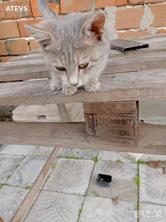 Малко коте търси дом!, снимка 1