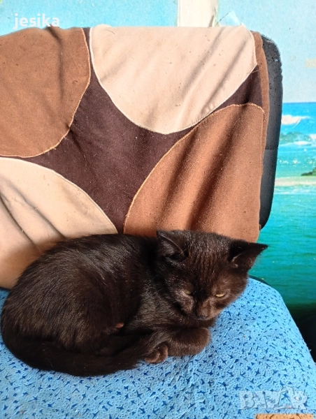 малки сладки котенца , снимка 1