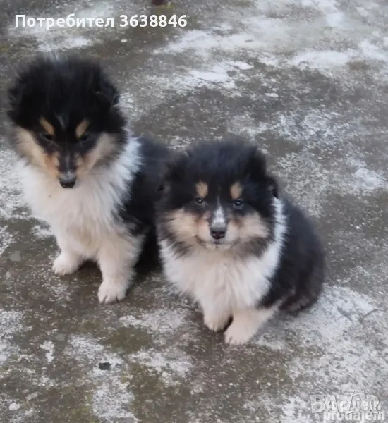 Шотландска овчарка, снимка 1