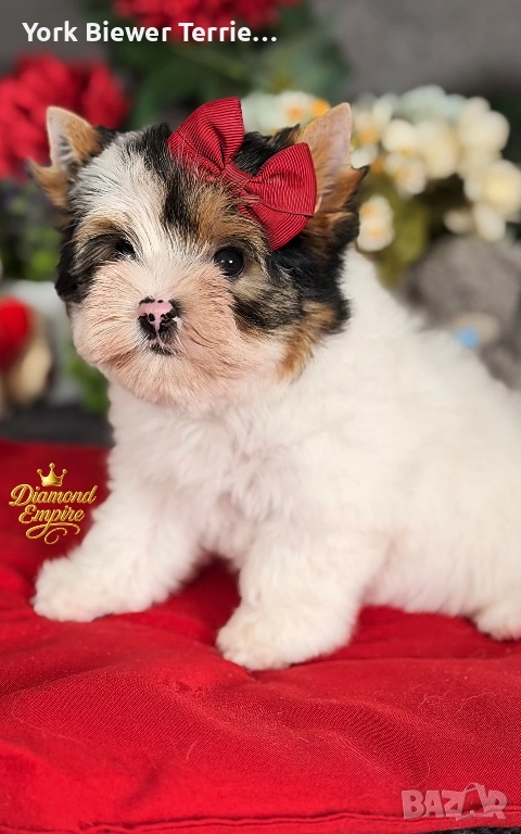 Йоркширски Териер !Малка принцеса  с родословие! Доставка, снимка 1
