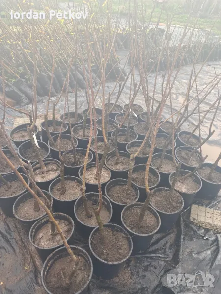 Ядлив кестен, снимка 1