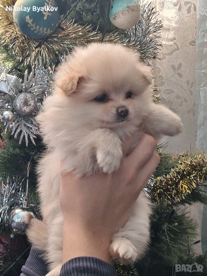 продавам кученца шпиц померан всичко им е дадено пасти за обезпаразитяването ,ваксина , паспорти , снимка 1