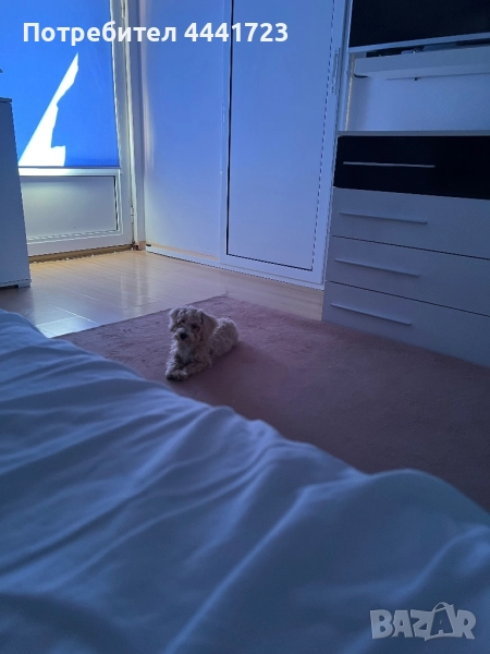 Куче Малтипу на 3 месеца , снимка 1