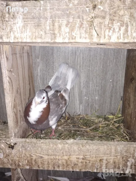 Гълаби, снимка 1