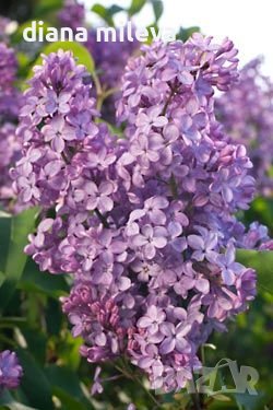 Люляк Аметист, Syringa Amethyst, снимка 1