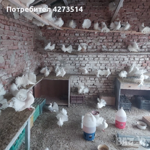 Продавам гълъби финерлии - бели и пъстри, снимка 5 - Гълъби - 53299830