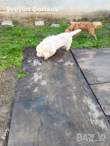 кучета за трюфели, снимка 2 - Други - 52531595