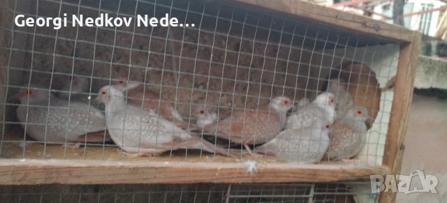 Продавам диамантени гугутки , снимка 4 - други­ - 52756216