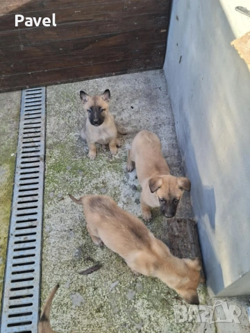 Белгийски овчарка Малиноа, снимка 4 - Белгийска овчарка - 53034429