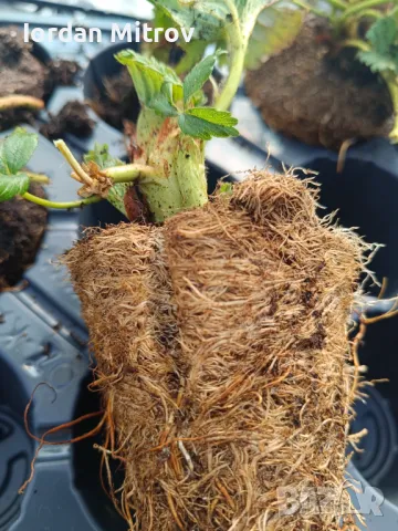 Разсад .Ягоди и малини, снимка 3 - Разсади - 49494255