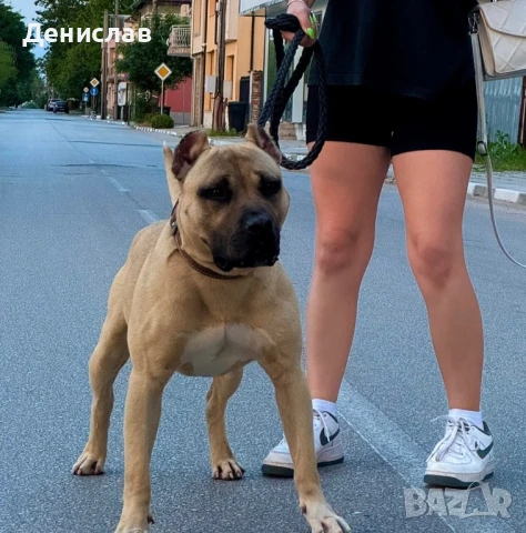 Мъжки питбул за разплод