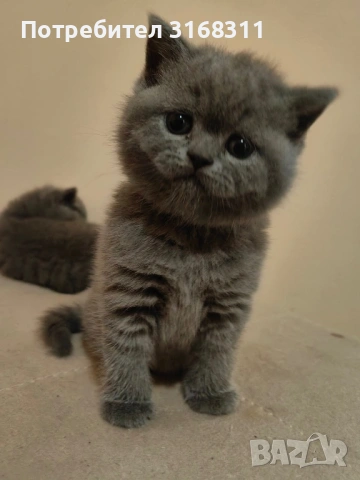 Страхотни малки пухчета, снимка 9 - Британска късокосместа - 53032093