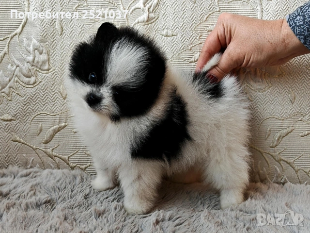 Мини померанче момченце