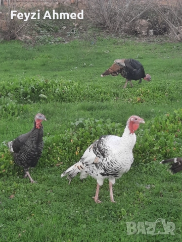 Пуйки, снимка 3 - За птици - 52506382