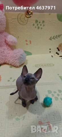 Канадски сфинкс, снимка 8 - Сфинксове - 53519696