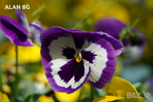 Обектив Sony SEL90M28G FE 90mm F2.8 Macro G OSS Full-Frame E-Mount Macro Lens, снимка 5 - Обективи и филтри - 51987775