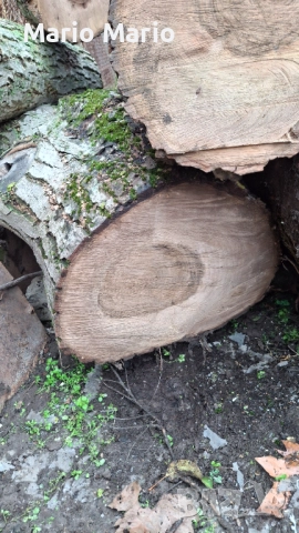 Орехова дървесина , снимка 7 - Други - 52591216