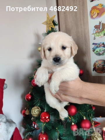 Голдън ретривър , снимка 8 - Голдън ретривър - 52794312