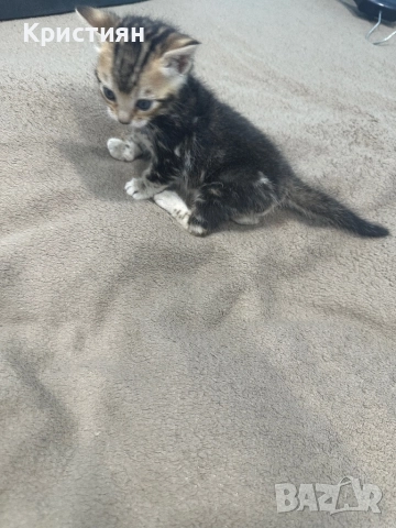 Бенгалски котенца, снимка 7 - Бенгалски - 52539835